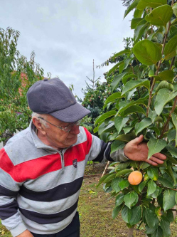 Tibor, 75 �ves t�rskeres� f�rfi, Palot�s