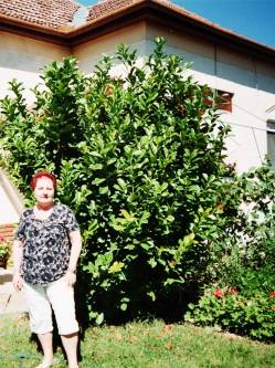Gizella, 76 �ves t�rskeres� n�, Domb�v�r